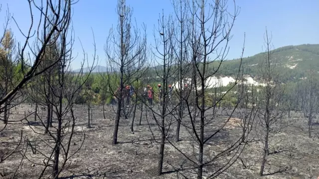 Denizli'de orman yangını: 15 dekar orman küle döndü