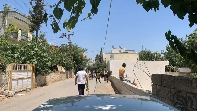 Kaçan kurbanlık boğa zor anlar yaşattı