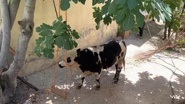Kaçan kurbanlık boğa zor anlar yaşattı