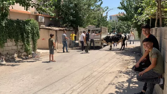 Kaçan kurbanlık boğa zor anlar yaşattı