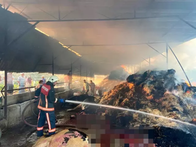 Yangında 13 büyükbaş hayvan telef oldu