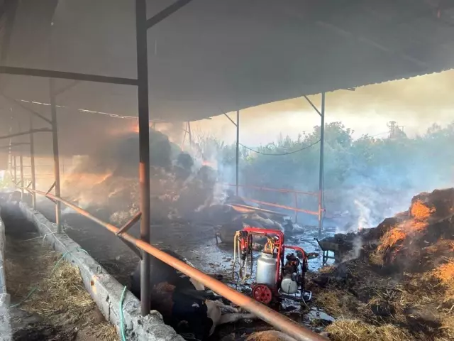 Yangında 13 büyükbaş hayvan telef oldu