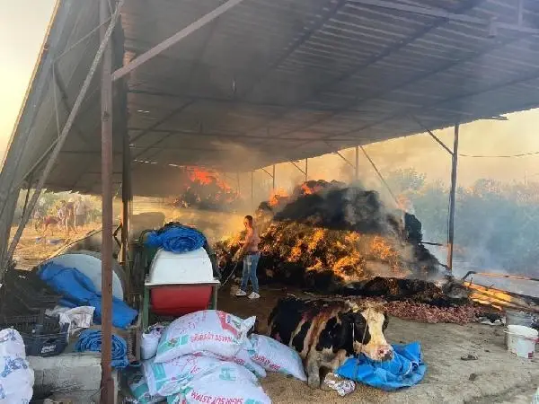 Son dakika haberi | AHIRDA ÇIKAN YANGINDA 13 BÜYÜKBAŞ ÖLDÜ Son dakika haberi | AHIRDA ÇIKAN YANGINDA 13 BÜYÜKBAŞ ÖLDÜ