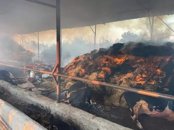 Son dakika haberi | AHIRDA ÇIKAN YANGINDA 13 BÜYÜKBAŞ ÖLDÜ