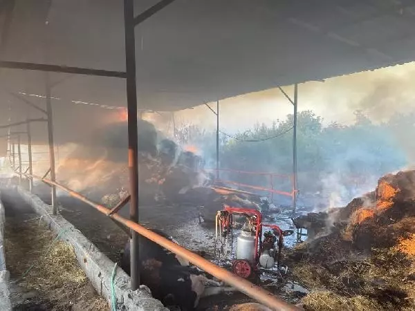 Son dakika haberi | AHIRDA ÇIKAN YANGINDA 13 BÜYÜKBAŞ ÖLDÜ