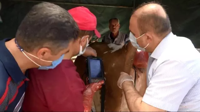 Aksaray'da hayvan pazarında denetim Aksaray'da hayvan pazarında denetim