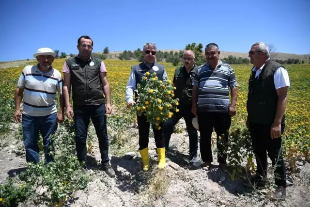 Kayseri'de aspir ekim alanı yüzde 500 arttı Kayseri'de aspir ekim alanı yüzde 500 arttı