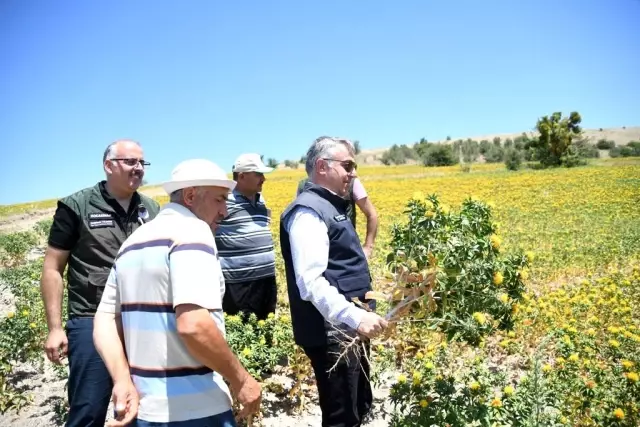Kayseri'de aspir ekim alanı yüzde 500 arttı