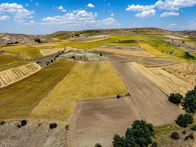Kayseri'de aspir ekim alanı yüzde 500 arttı
