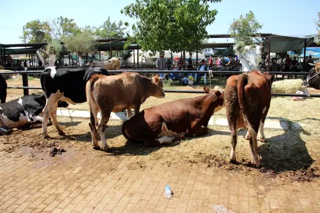 Aydın'daki kurban pazarı eski günleri arattı