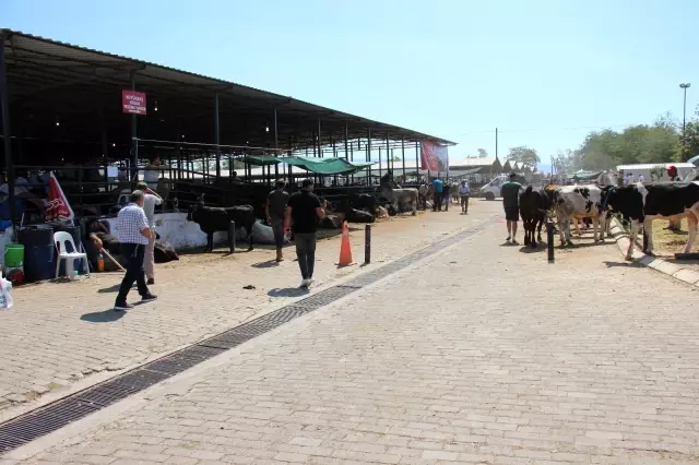 Aydın'daki kurban pazarı eski günleri arattı