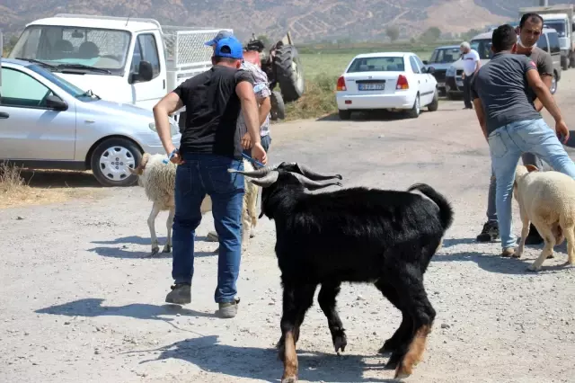 Aydın'daki kurban pazarı eski günleri arattı