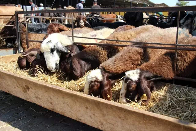 Aydın'daki kurban pazarı eski günleri arattı