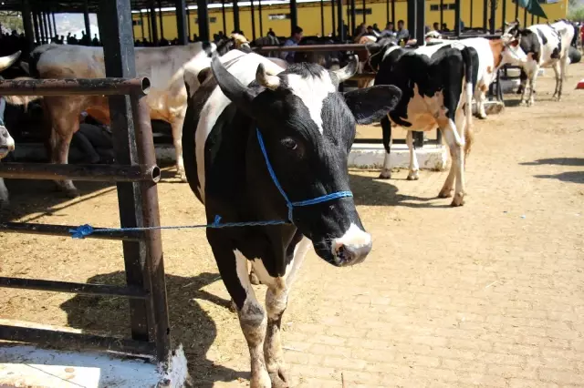 Aydın'daki kurban pazarı eski günleri arattı