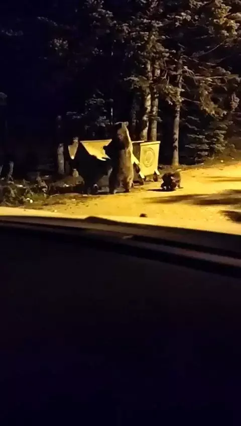 Uludağ'da turistin korku dolu anları! Kendisine saldıran ayının yüzüne ışık tutarak kaçtı Uludağ'da turistin korku dolu anları! Kendisine saldıran ayının yüzüne ışık tutarak kaçtı