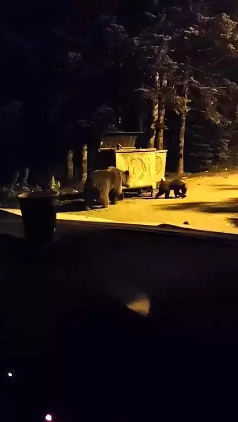 Uludağ'da turistin korku dolu anları! Kendisine saldıran ayının yüzüne ışık tutarak kaçtı