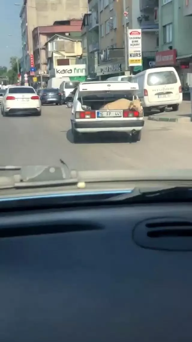 Bagajda yolculuk yapan koyun kameralara yansıdı