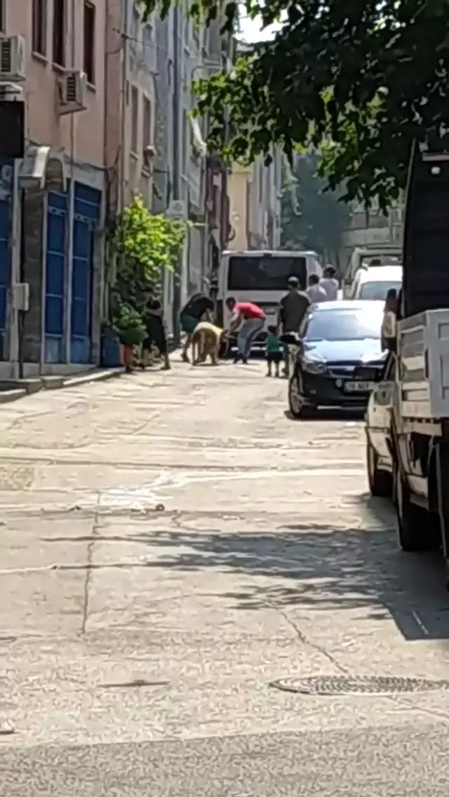 Bagajda yolculuk yapan koyun kameralara yansıdı
