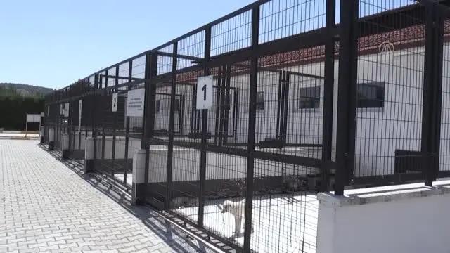 BALIKESİR - Barınakta her yıl binlerce hayvan ameliyatla sağlığına kavuşturuluyor BALIKESİR - Barınakta her yıl binlerce hayvan ameliyatla sağlığına kavuşturuluyor