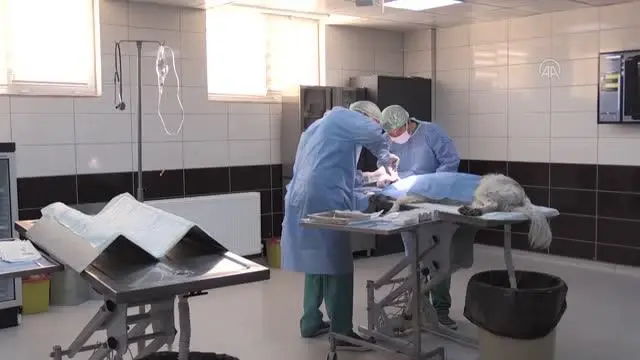 BALIKESİR - Barınakta her yıl binlerce hayvan ameliyatla sağlığına kavuşturuluyor
