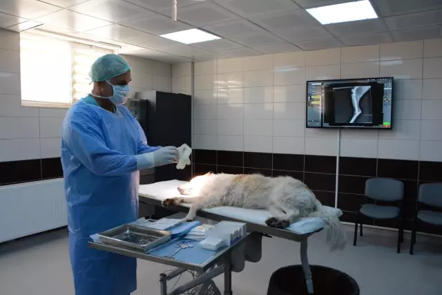 Balıkesir'deki barınakta her yıl binlerce hayvan ameliyatla sağlığına kavuşturuluyor