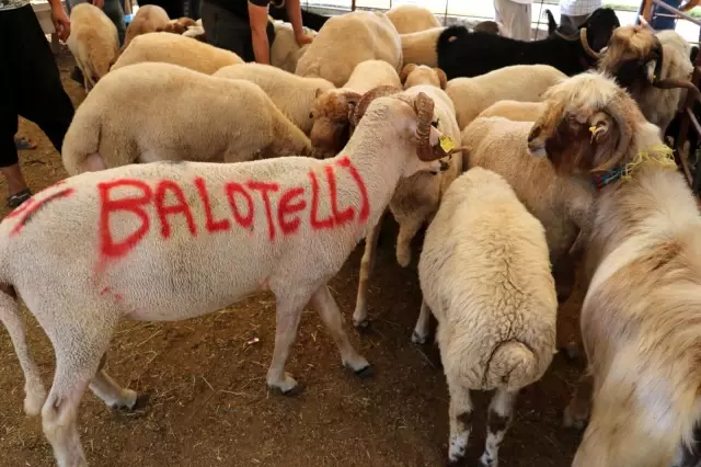 'Balotelli' 2 bin 400 liraya satıldı 'Balotelli' 2 bin 400 liraya satıldı