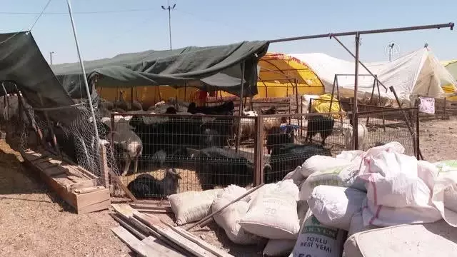 Başkentte besiciler kurbanlık satışlarından memnun