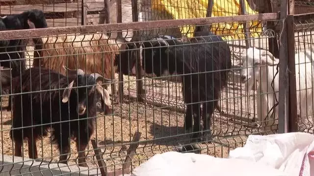 Başkentte besiciler kurbanlık satışlarından memnun