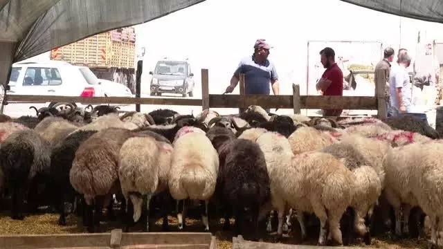 Başkentte besiciler kurbanlık satışlarından memnun