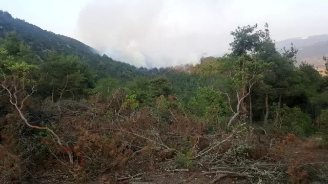 Bilecik'te kontrol altına alınan orman yangını yeniden alevlendi