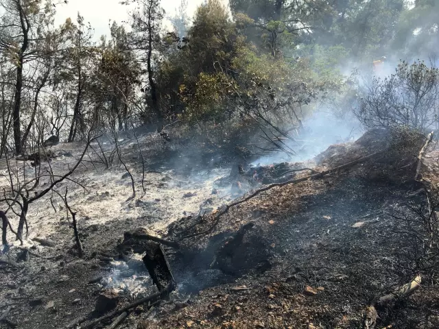 Soğutma çalışması süren ormanlık alandaki yangın yeniden alevlendi
