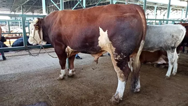 Bin 470 kiloluk 'Covid' alıcısını bekliyor