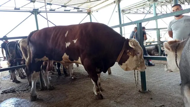 Bin 470 kiloluk 'Covid' alıcısını bekliyor