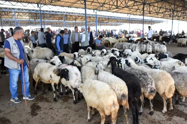 Bölgenin en büyük hayvan pazarında hareketlilik devam ediyor