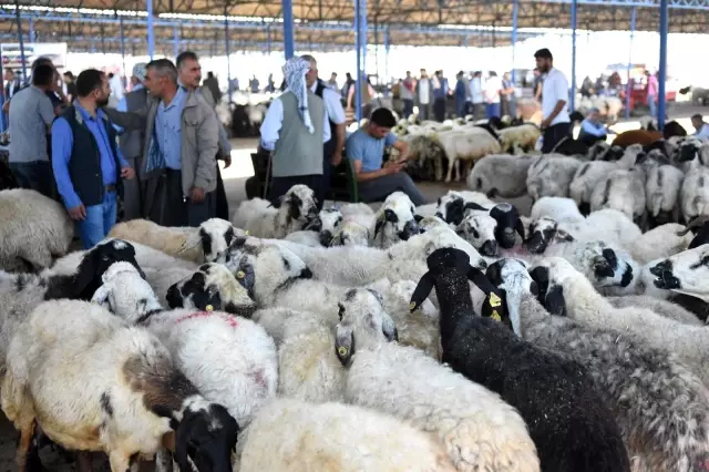 Bölgenin en büyük hayvan pazarında hareketlilik devam ediyor