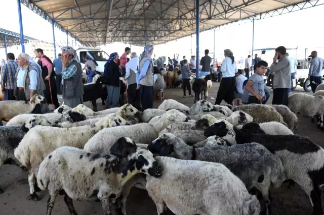Bölgenin en büyük hayvan pazarında hareketlilik devam ediyor