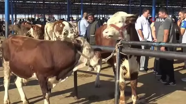Bölgenin en büyük hayvan pazarında hareketlilik devam ediyor Bölgenin en büyük hayvan pazarında hareketlilik devam ediyor