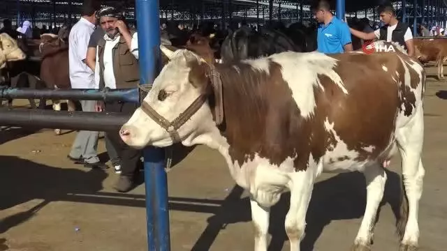 Bölgenin en büyük hayvan pazarında hareketlilik devam ediyor