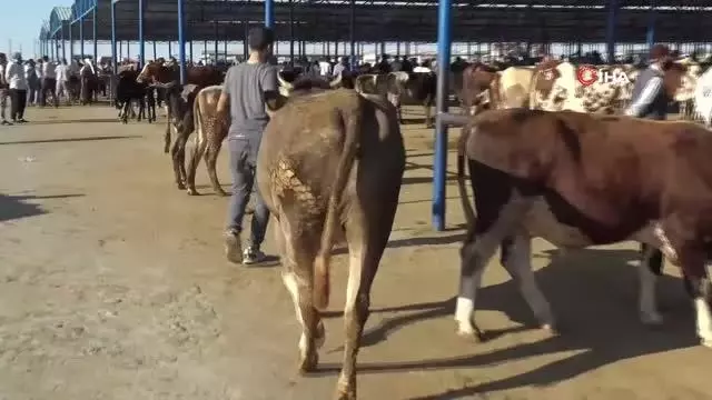 Bölgenin en büyük hayvan pazarında hareketlilik devam ediyor