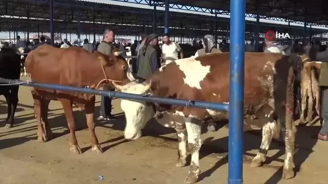 Bölgenin en büyük hayvan pazarında hareketlilik devam ediyor