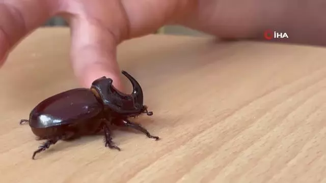 Boynuzlu gergedan böceğine gözü gibi bakıyor Boynuzlu gergedan böceğine gözü gibi bakıyor