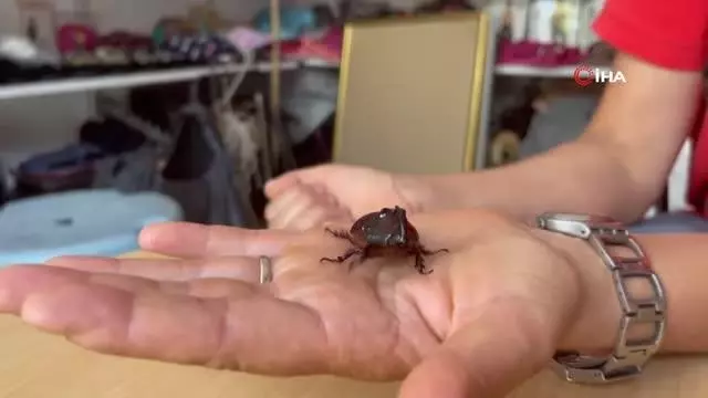 Boynuzlu gergedan böceğine gözü gibi bakıyor