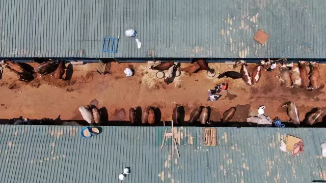 Bursa'da hayvan pazarlarında beklenen hareketlilik yaşanmadı