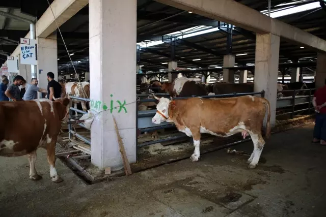 Bursa'da hayvan pazarlarında beklenen hareketlilik yaşanmadı