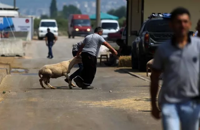 Bursa'da hayvan pazarlarında beklenen hareketlilik yaşanmadı
