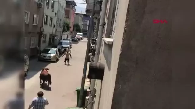Kaçan boğa, zor anlar yaşattı
