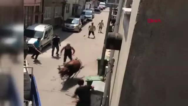 Kaçan boğa, zor anlar yaşattı