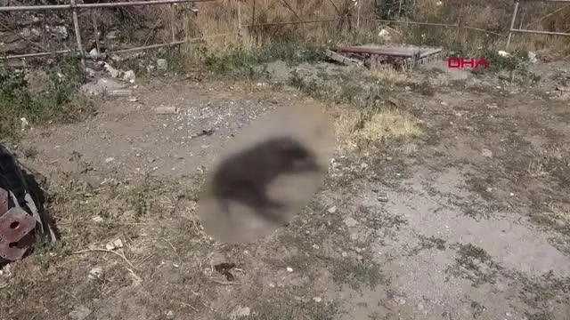 DEPO İŞÇİSİ, 'KİRAZ' İSİMLİ KÖPEĞİNİ TÜFEKLE VURULMUŞ HALDE BULDU