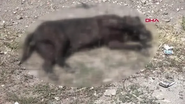 DEPO İŞÇİSİ, 'KİRAZ' İSİMLİ KÖPEĞİNİ TÜFEKLE VURULMUŞ HALDE BULDU