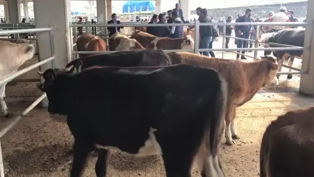 Doğu Anadolu'daki hayvan pazarlarında arife yoğunluğu